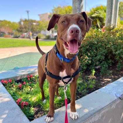ROSALIE - Pit Bull Terrier / Mix available for adoption