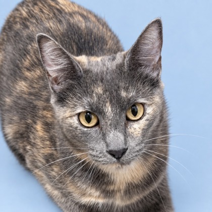 BONITO - Domestic Shorthair / Mix available for adoption