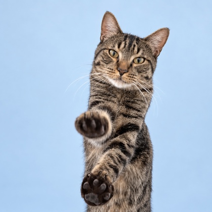 JIM NASTICS - Domestic Shorthair / Mix available for adoption