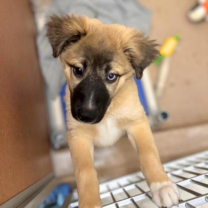YUMI - Siberian Husky / Mix available for adoption