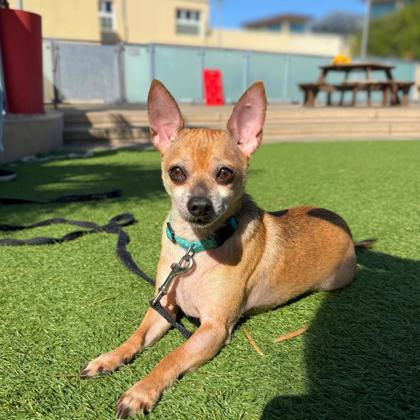 BOBO - Short Coat Chihuahua / Mix available for adoption