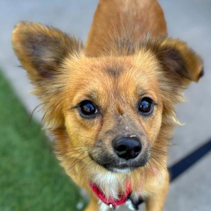DOUBLE MINT - Long Coat Chihuahua / Mix available for adoption