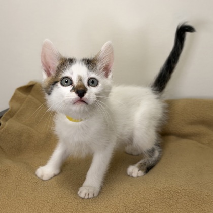 COPPER - Domestic Shorthair / Mix available for adoption