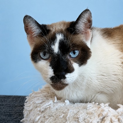 TAILSPIN - Siamese / Mix available for adoption