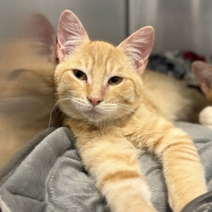 BROOMSTICK - Domestic Shorthair / Mix available for adoption