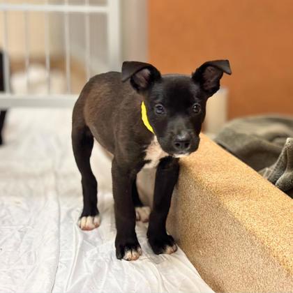 SABYNE - Shepherd / Mix available for adoption