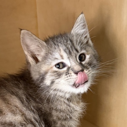 ARROW - Domestic Medium Hair / Mix available for adoption