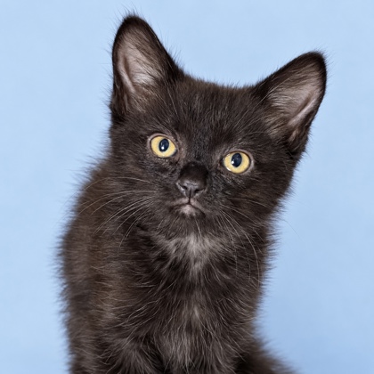 LIL BEAN - Domestic Shorthair / Mix available for adoption