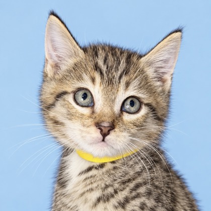 EREN - Domestic Medium Hair / Mix available for adoption