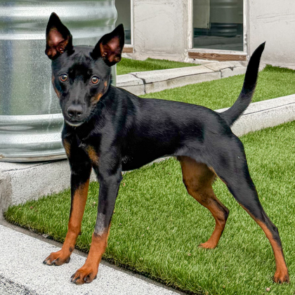 AURORA - Miniature Pinscher / Mix available for adoption