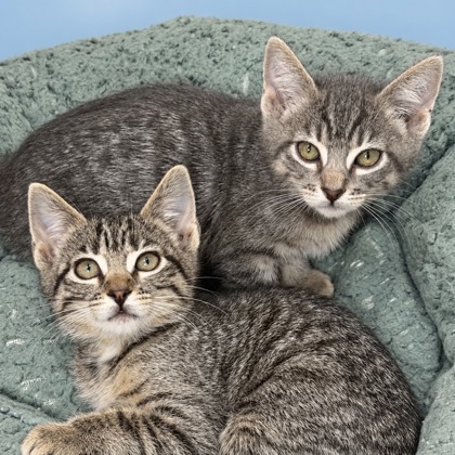 GLACEON - Domestic Shorthair / Mix available for adoption