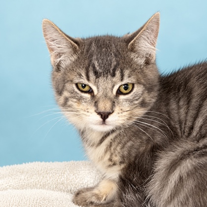 SPIRIT - Domestic Shorthair / Mix available for adoption