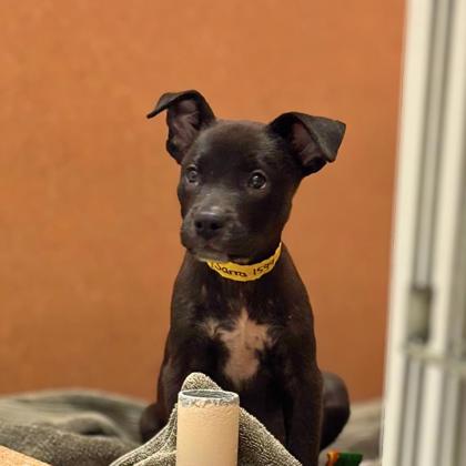 SARRA - Shepherd / Mix available for adoption