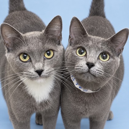 GARLIC - Domestic Shorthair / Mix available for adoption