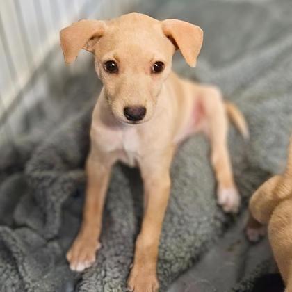 BUFFY - Short Coat Chihuahua / Mix available for adoption
