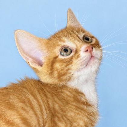 JERRY - Domestic Shorthair / Mix available for adoption