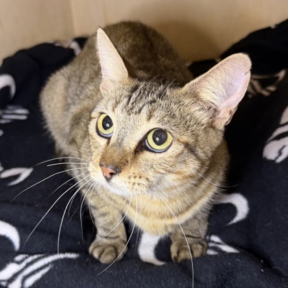 JENNY - Domestic Shorthair / Mix available for adoption