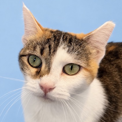 BILLIE - Domestic Shorthair / Mix available for adoption