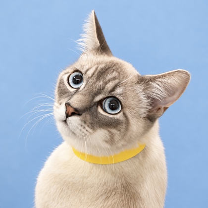BRUNO - Domestic Shorthair / Mix available for adoption