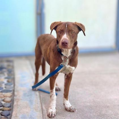 HABANERO HECTOR - Australian Cattle Dog / Mix available for adoption