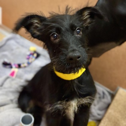 KIAH STOKES - Terrier / Mix available for adoption
