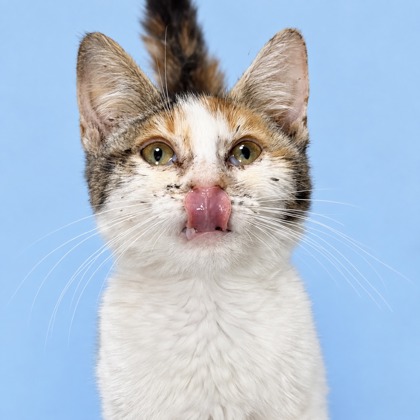 NOVA - Domestic Shorthair / Mix available for adoption