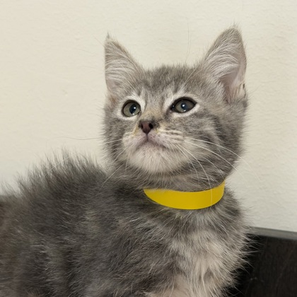 EOWYN - Domestic Shorthair / Mix available for adoption