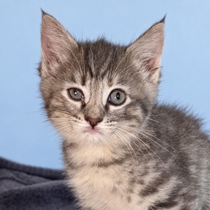AZUL - Domestic Medium Hair / Mix available for adoption