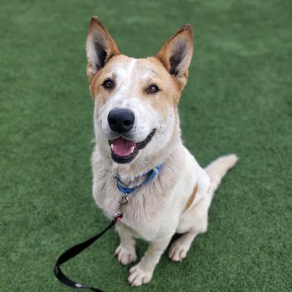 sf spca dog adoption