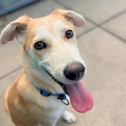 COSMO - Shepherd / Mix available for adoption