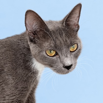 KATE - Domestic Shorthair / Mix available for adoption