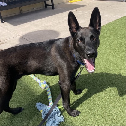 BLAKE - Shepherd / Mix available for adoption