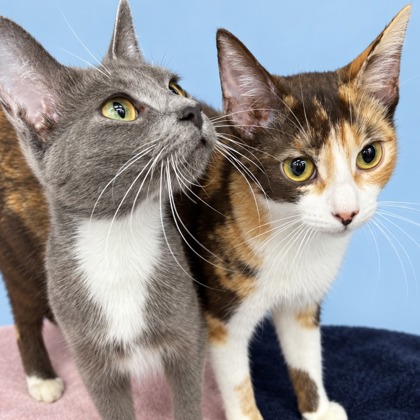 ALLIE - Domestic Shorthair / Mix available for adoption