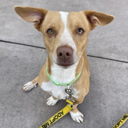 HUNTER - Terrier / Mix available for adoption