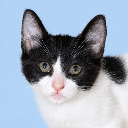 FLIK - Domestic Shorthair / Mix available for adoption