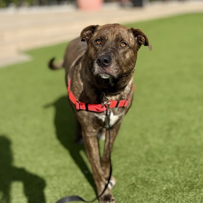 JUNO - Pit Bull Terrier / Mix available for adoption