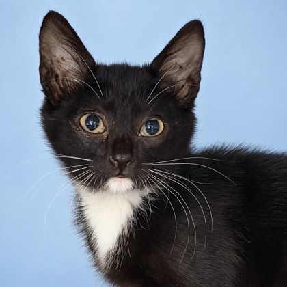 BUCKO - Domestic Shorthair / Mix available for adoption