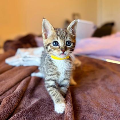EMPANADA - Domestic Medium Hair / Mix available for adoption