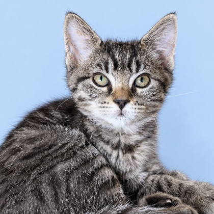 TIFFANY HAYES - Domestic Shorthair / Mix available for adoption