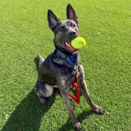 MITCH - Shepherd / Mix available for adoption