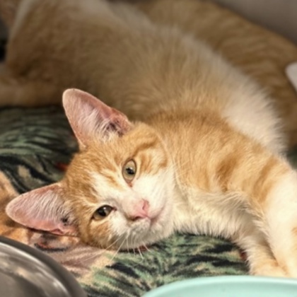 BEDKNOB - Domestic Shorthair / Mix available for adoption