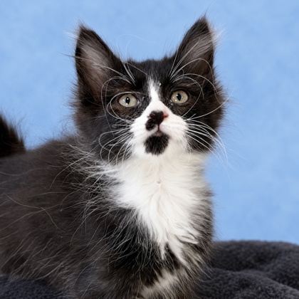 BUTLER - Domestic Shorthair / Mix available for adoption
