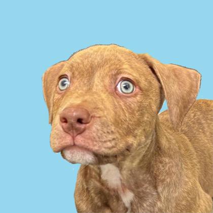 ALFREDO - Pit Bull Terrier / Mix available for adoption