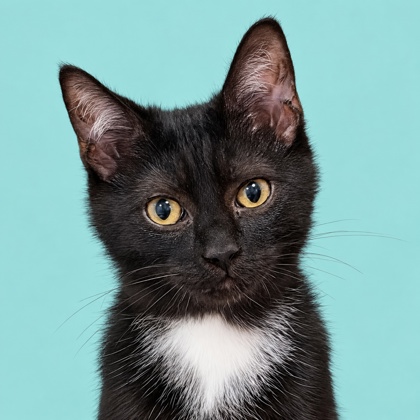 TINPENNY - Domestic Shorthair / Mix available for adoption