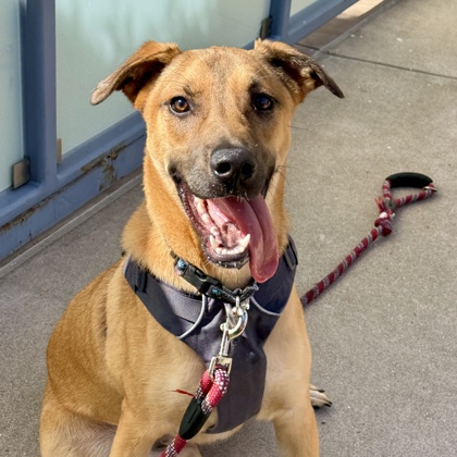 OSO - Shepherd / Mix available for adoption