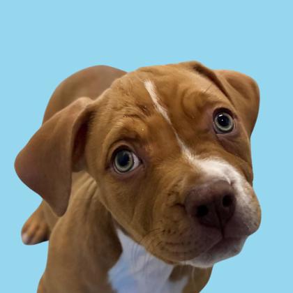 ALMOND - Pit Bull Terrier / Mix available for adoption
