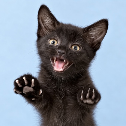 LIL BEAN - Domestic Shorthair / Mix available for adoption