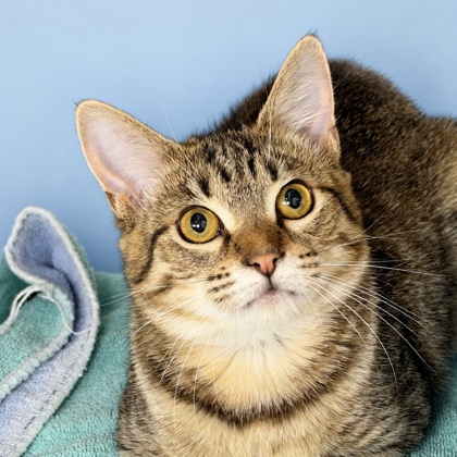 DAPHNE - Domestic Shorthair / Mix available for adoption