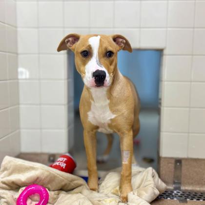 HALO - Pit Bull Terrier / Mix available for adoption