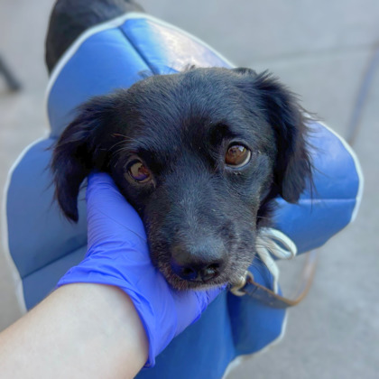 CASS - Long Coat Chihuahua / Mix available for adoption